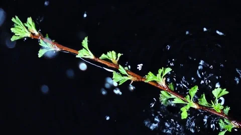 Drops are falling on branch with new leaves against water background.  Slow-mo. Stock Footage 74387496