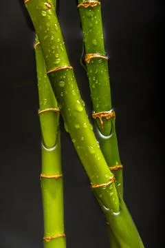 Drops on bamboo Stock Photos