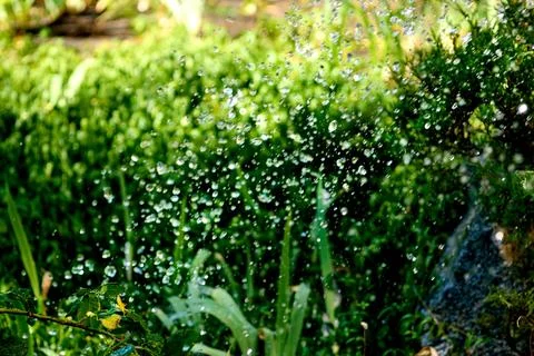 Drops blobs of summer irrigation system, rain Stock Photos