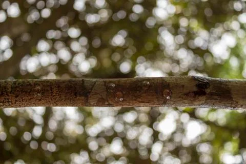 Drops on branch bokeh background Stock Photos