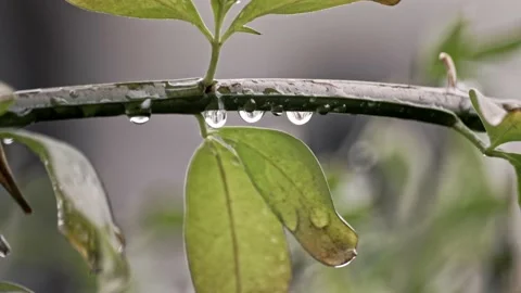 Drops on a Branch Stock Footage 198399048