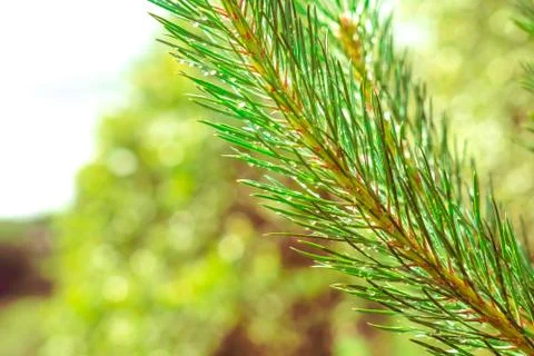 Drops on branch Photos