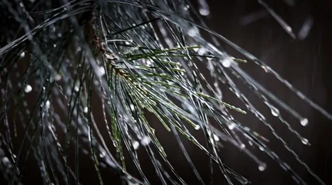 Drops in the branches Stock Footage 37575728