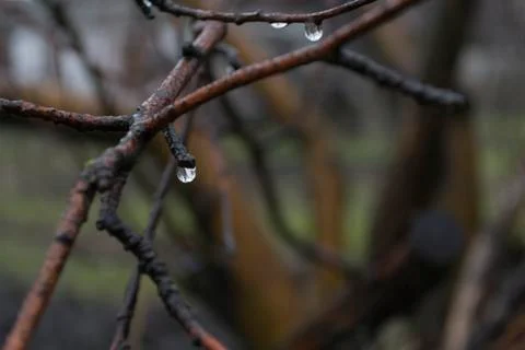 Drops on the branches Stock Photos
