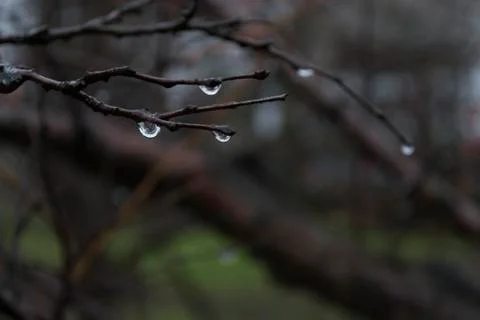 Drops on the branches Stock Photos