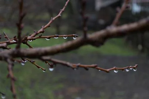 Drops on the branches Stock Photos