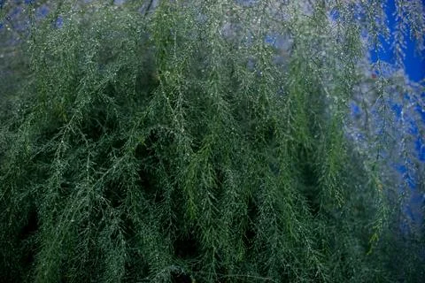 Drops on a bush Foto stock