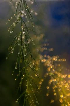 Drops on a bush Stock Photos