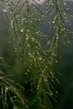 Drops on a bush Stock Photos