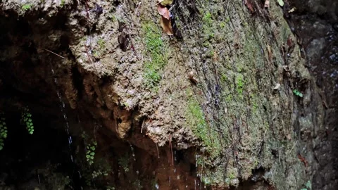 Drops cascade over moss-covered rock, blending nature's elements. Mossy rock Video stock 258860126