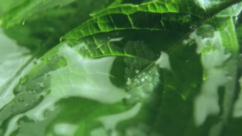 Drops of clear water fall on fresh foliage on rainy day Stock Footage 236577878