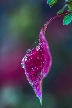 Drops close up Stock Photos