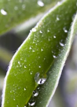 Drops closeup Stock Photos