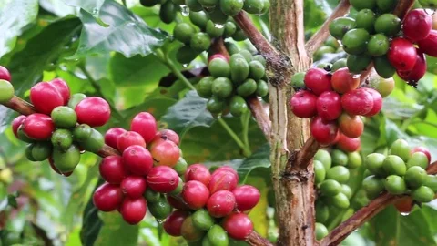 Drops Coffee Stock Footage 83389733