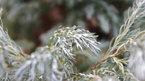 Drops On Conifer Branches Stock Footage 47707555