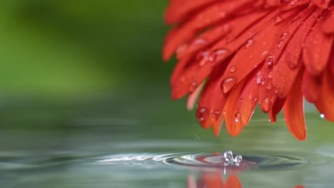 Drops of crystal clear water roll down flower petals and fall into the pond. Wet Stock-Footage 157474477