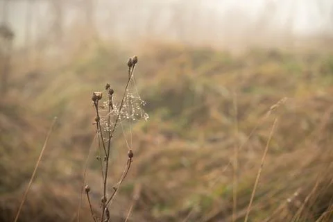 Drops of dew on cobweb of the dry grass Stock Photos