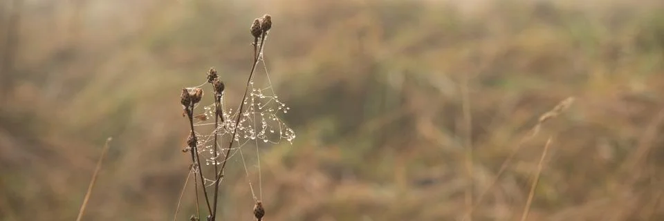 Drops of dew on cobweb of the dry grass Foto stock