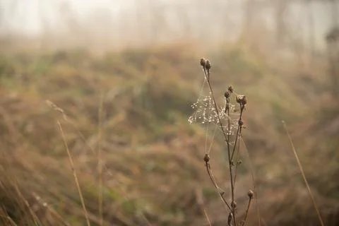 Drops of dew on cobweb of the dry grass Stock Photos