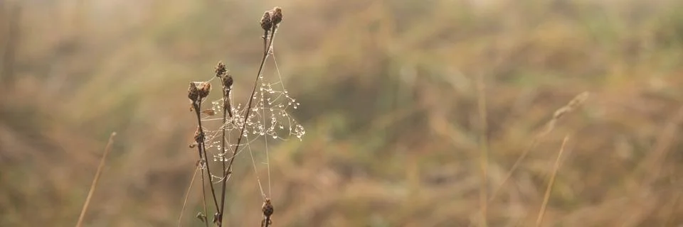 Drops of dew on cobweb of the dry grass Stock Photos