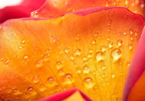 Drops of dew on a flower Stock Photos