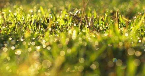 Drops of dew glisten on green grass Stock Footage 86085451
