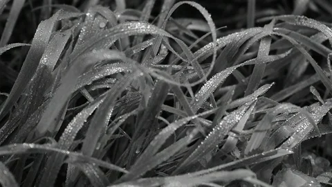 Drops of dew on the grass, black and white Stock Footage 117112205