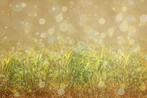 Drops of dew on a grass bokeh background Foto stock