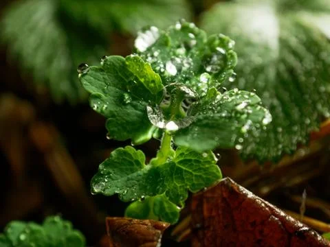 Drops of dew on the grass. Drops on the grass, sunny. Stock Photos