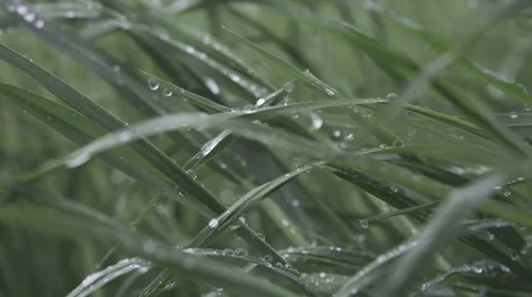 Drops of dew on the grass Stock Footage 50224808