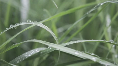 Drops of dew on the grass Stock Footage 50224951