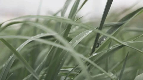 Drops of dew on the grass Stock Footage 50225222