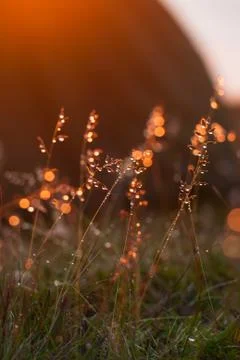 Drops of dew on the grass glows at sunset Stock Photos