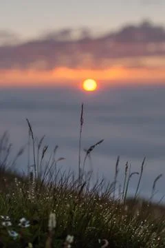Drops of dew on the grass glows at sunset Stock Photos