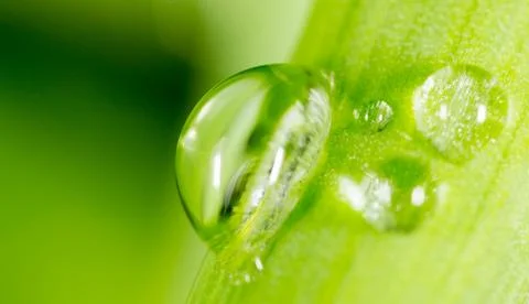Drops of dew on the grass. macro Stock Photos