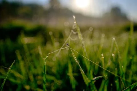 Drops of dew on the grass Foto stock