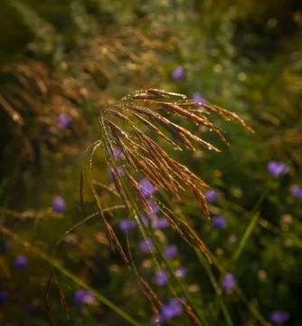 Drops of dew on the grass Stock Photos