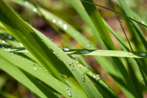 Drops of dew on the grass. Stock Photos