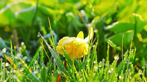 Drops of dew on a green grass. 4K. FULL HD, 4096x2304. Stock Footage 34412933