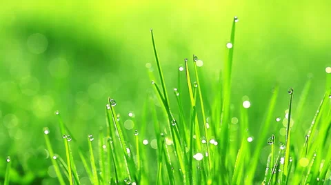 Drops of dew on a green grass. 4K. FULL HD, 4096x2304. Stock Footage 34414579