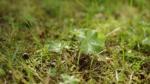 Drops of dew on green grass. ecology Stock Footage 293159446