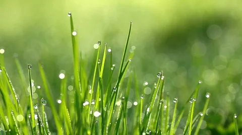Drops of dew on a green grass Stock Footage 6686120