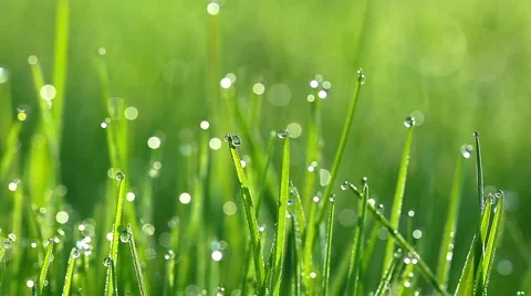Drops of dew on a green grass Stock Footage 6687827