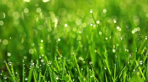 Drops of dew on a green grass Stock Footage 8622078