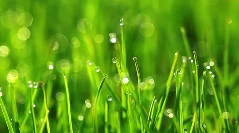Drops of dew on a green grass Stock-Footage 8622190