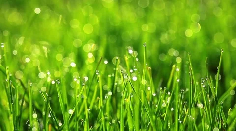 Drops of dew on a green grass Stock-Footage 8622192
