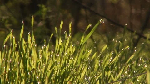 Drops Of Dew On A Green Grass 스톡 동영상 48488367