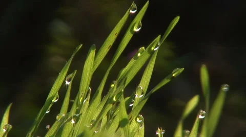 Drops Of Dew On A Green Grass 스톡 동영상 48488564