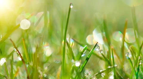 Drops of dew on a green grass Stock Footage 48802961