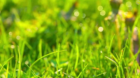 Drops of dew on a green grass Stock Footage 49511928